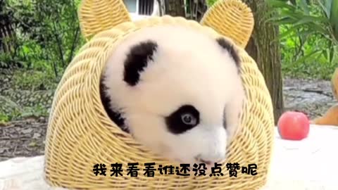 Super Cute Panda baby