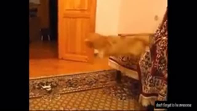 Best of Funny Cats