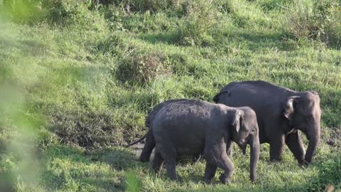 Large forest wildlife23