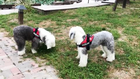 Two cute dogs and their friends