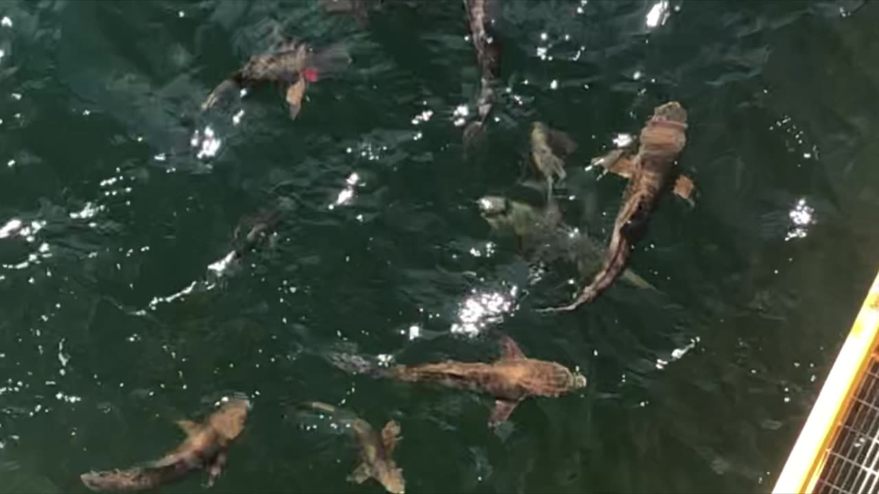 Life in the Gulf of Mexico