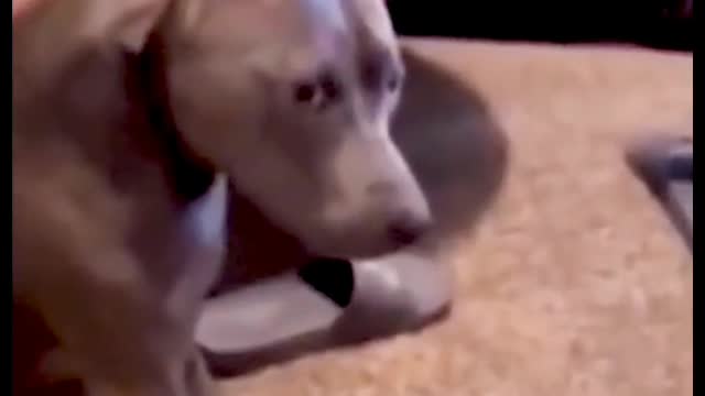 Look at the dog's eyes and he doesn't seem to like it when I tickle him