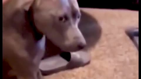 Look at the dog's eyes and he doesn't seem to like it when I tickle him