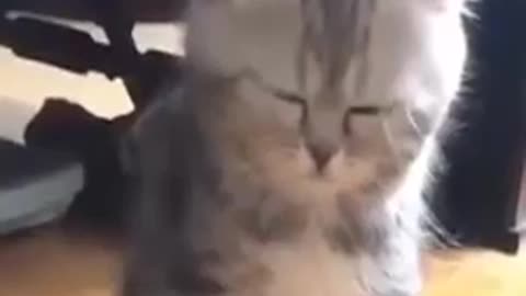Funny animal videos 🤣🤣🤣🤣