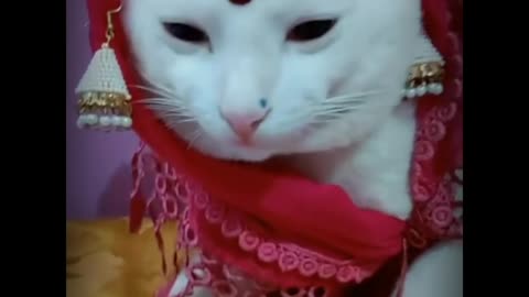 Cats beautiful cats