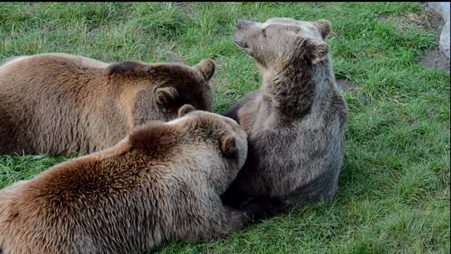 Brown bear nursing her babies