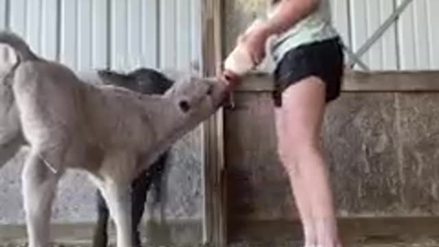 Seems like someone's a little hungry! 🍼🐄