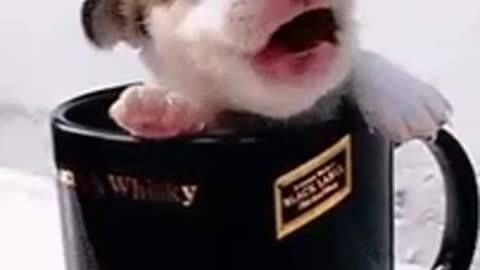 cachorrinho na xicara