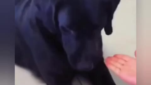 Cute And Funny Animals Videos #Shorts #Rumble
