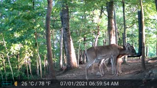 The Woods - 05/17/2022