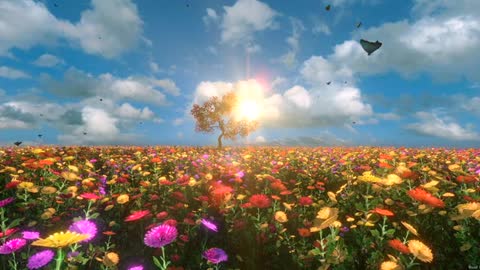 Natural Beautiful flowers video