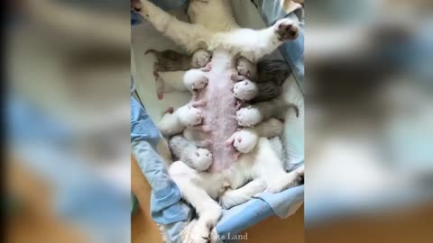 How do cats raise babies?
