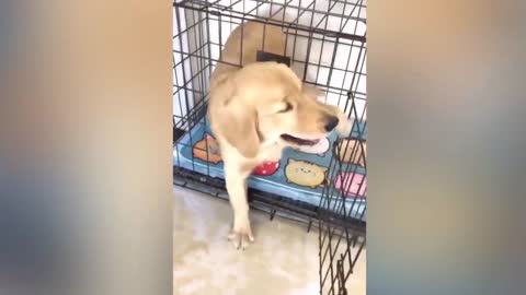Dog Reaction to Cutting Cake 🤣 2 - Funny Dog Cake Reaction Compilation