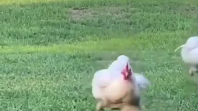 Chicken attacks owner