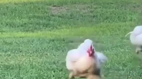 Chicken attacks owner