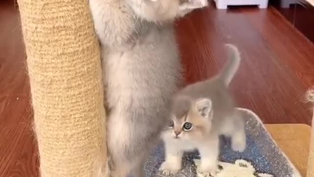- Cute &Funny Pets Compilation Cutest Lands 2 -