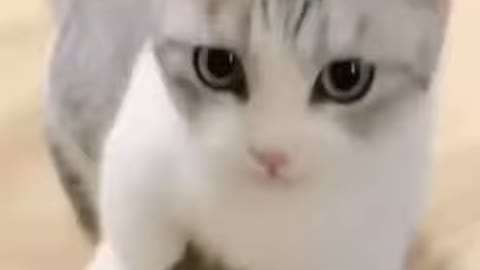cute cat attacks HELP!!