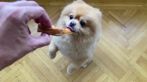Little Cute Dog