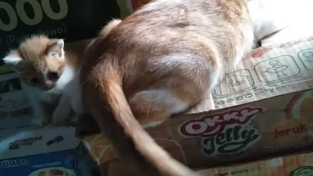 Big cats take care of kittens, invite them to play with their tails