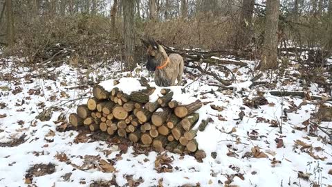 Mouse hunt with Great Dane and Terrier