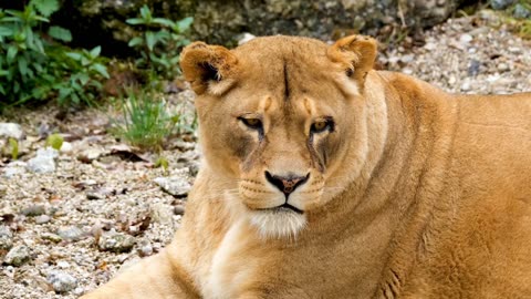 Lion the king of the jungle
