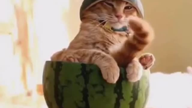 cat in watermelon