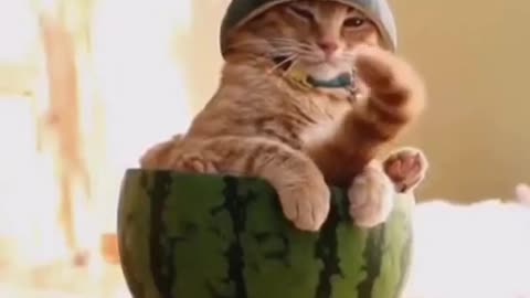 cat in watermelon