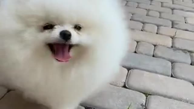 funny animal, cute dogs, funny animals, funny animal videos, cute dogs,