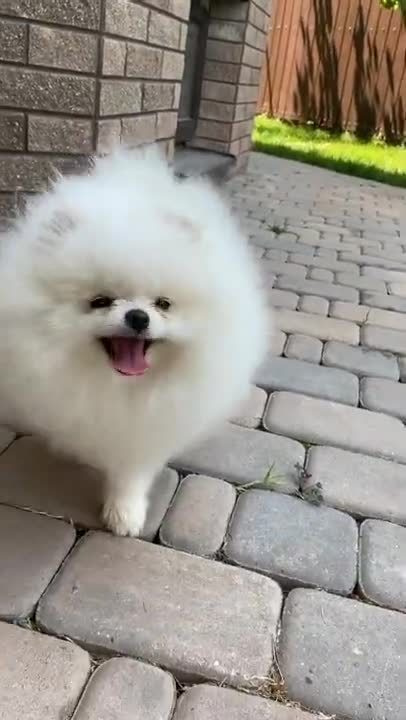 funny animal, cute dogs, funny animals, funny animal videos, cute dogs,