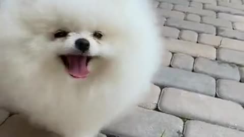 funny animal, cute dogs, funny animals, funny animal videos, cute dogs,