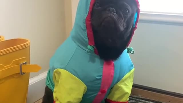 This dog don't want to pop 🤣🤣