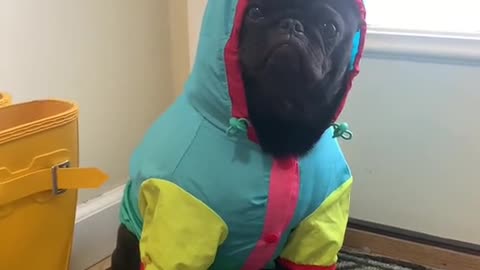This dog don't want to pop 🤣🤣