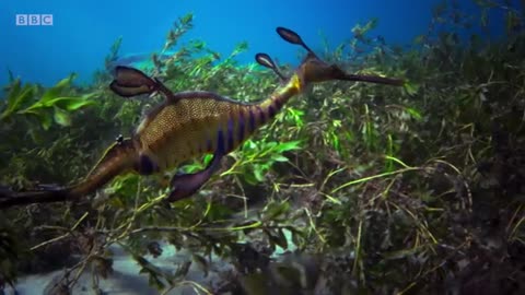 Blue Planet II Official Trailer 2 | BBC Earth