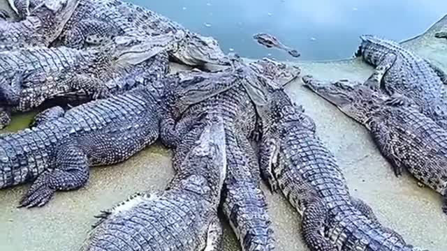 Run for your life if you mistakenly find your self here
