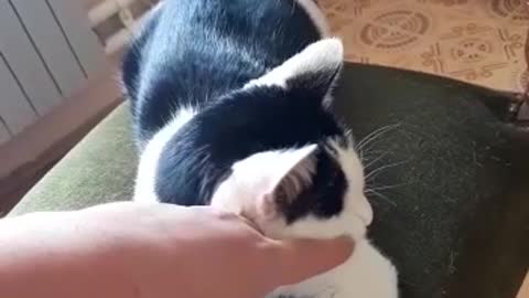 My cat Cheda is a big baby :)