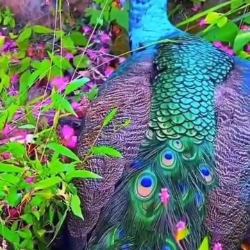 A wonderful view of the beautifully colored peacock with birds singing around it