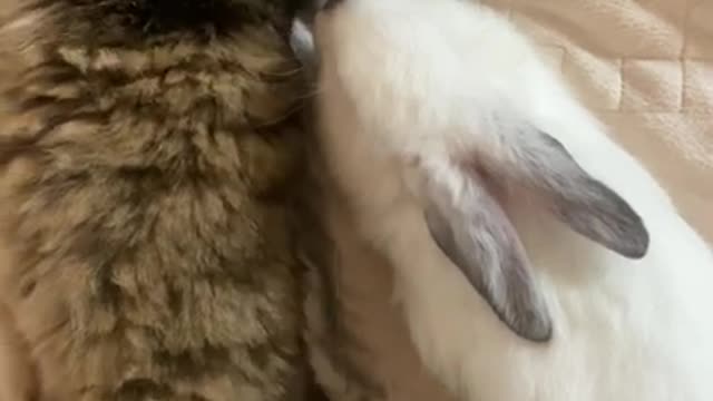 Kitty Sleeping