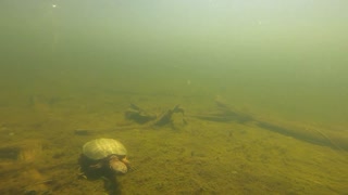 Huge Turtle