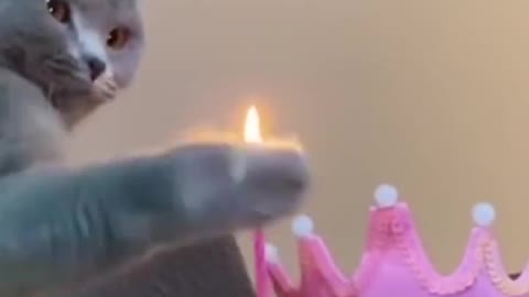 cat birthday