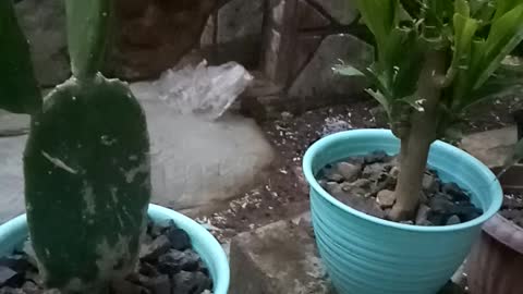 cactus planted in pots