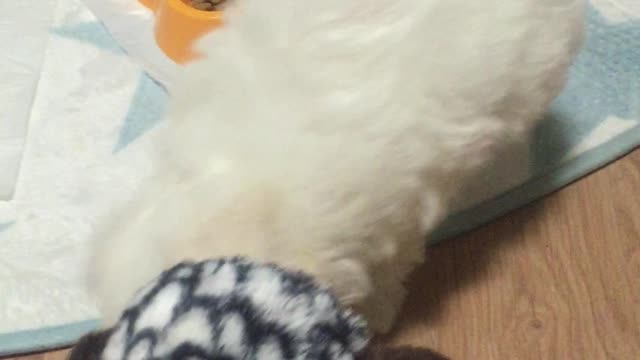 The puppy is playing with the doll