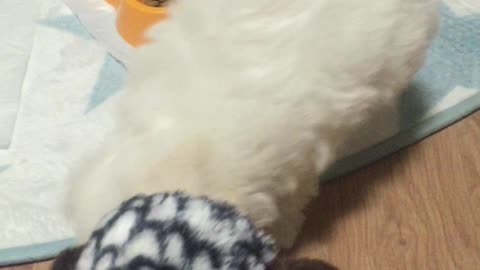 The puppy is playing with the doll