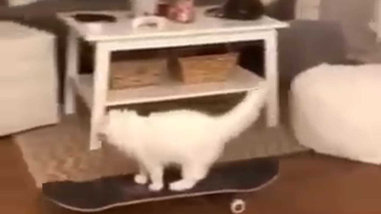 Cute and funny cats 😂🤣