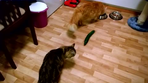 Cats vs. cucumber #8 - Our Pets 🐶