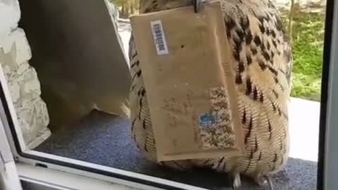 owl must see