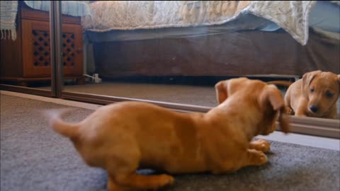 Dogs funny