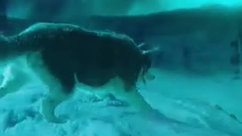 #Dog#fight#angry#attitude#whatsapp#status#dog#lover#