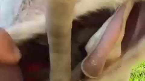 Australian marsupial child beautiful moments