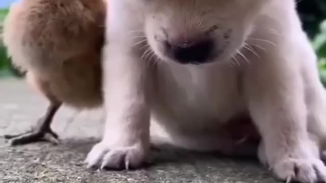 That always sleepy friend