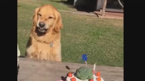 video de perros graciosos jajajajaja
